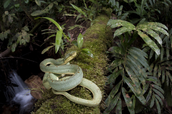 Bi-striped viper (Bothriopsis bilineata), a venomous, arboreal pitviper